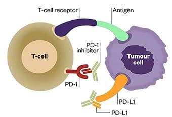 小普課堂-腫瘤突變負(fù)荷(Tumor Mutation Burden，TMB)