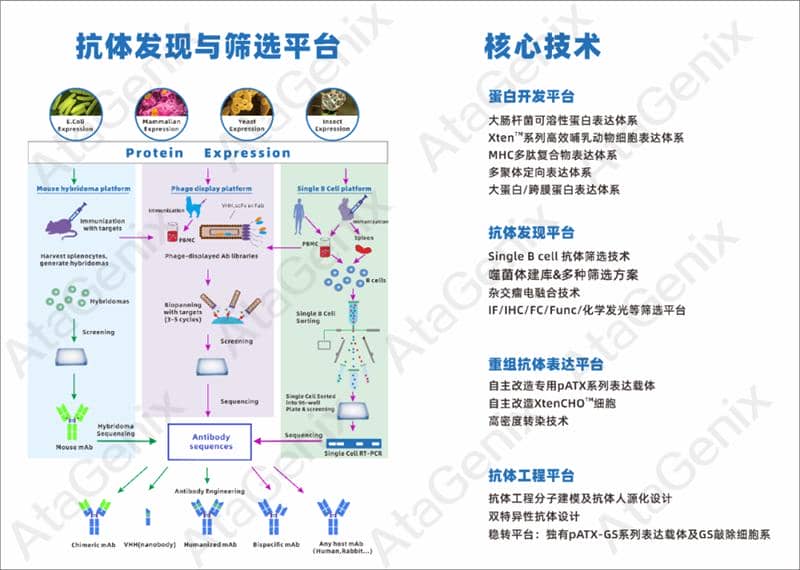 武漢國家生物產(chǎn)業(yè)基地公共服務平臺—光谷抗體發(fā)現(xiàn)與篩選公共服務平臺