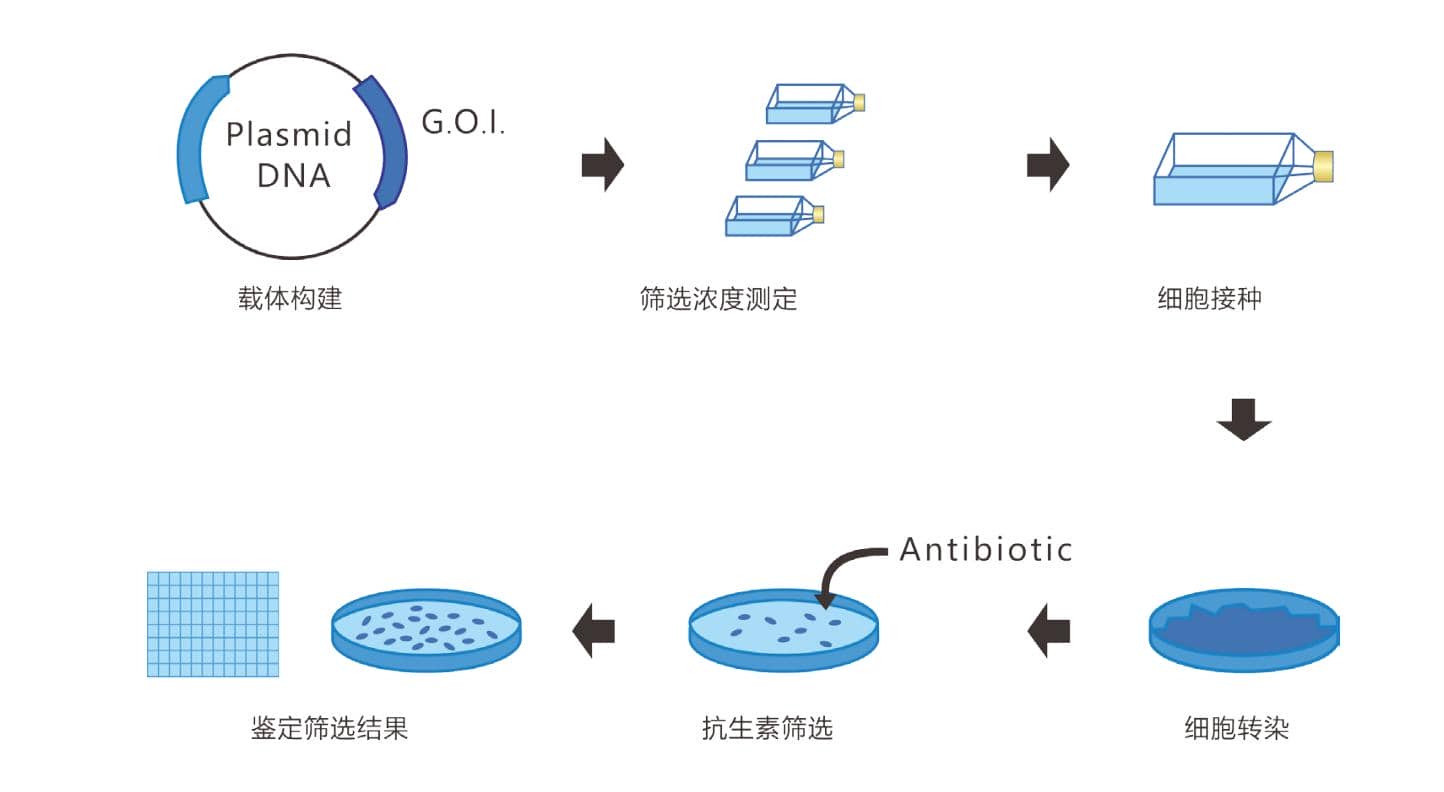 一文搞定CHO穩(wěn)轉(zhuǎn)細(xì)胞株構(gòu)建