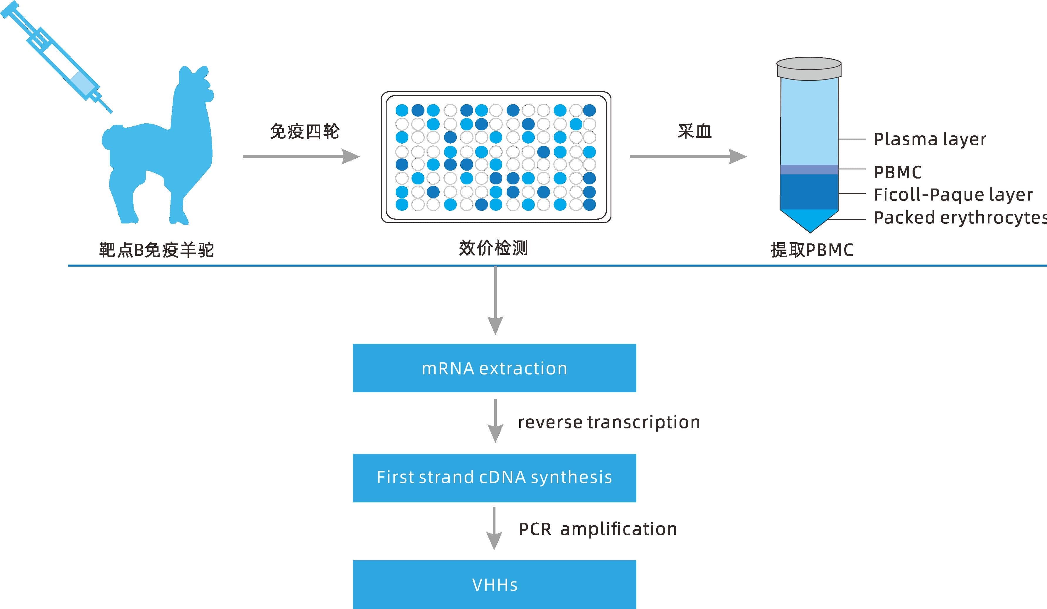小分子大作用 ▏研發(fā)新動(dòng)力，聚焦納米抗體