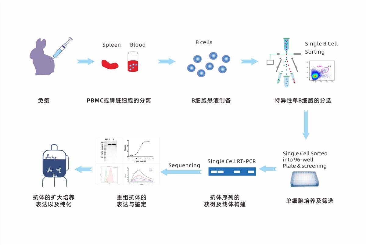 兔單克隆抗體相比鼠單抗存在哪些優(yōu)勢(shì)?