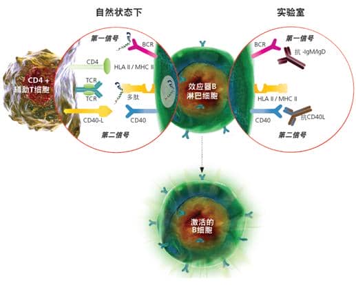 SHP2分子鑒定、重組表達及免疫學研究