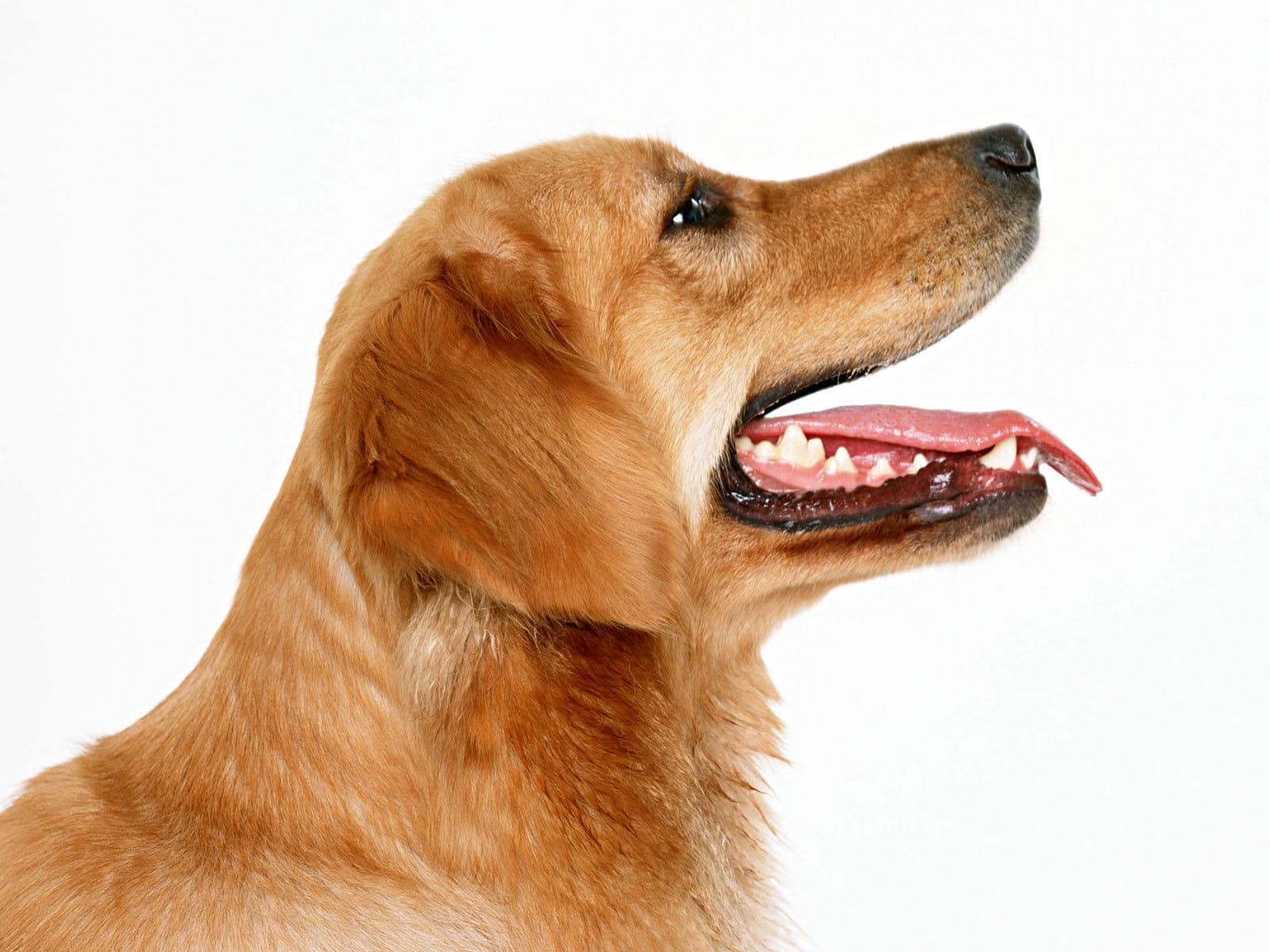 抗狂犬病病毒單克隆抗體制劑臨床應用進展與展望