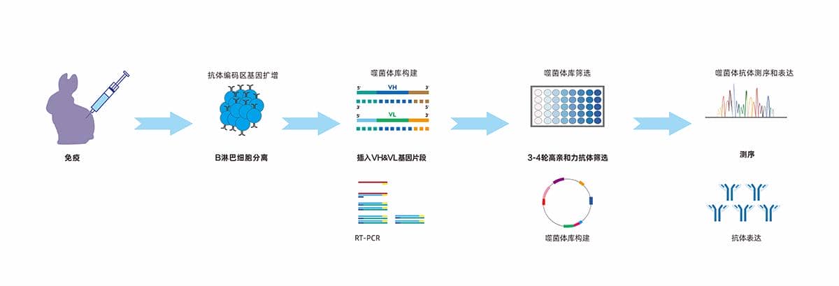 噬菌體兔單克隆抗體開發(fā)流程