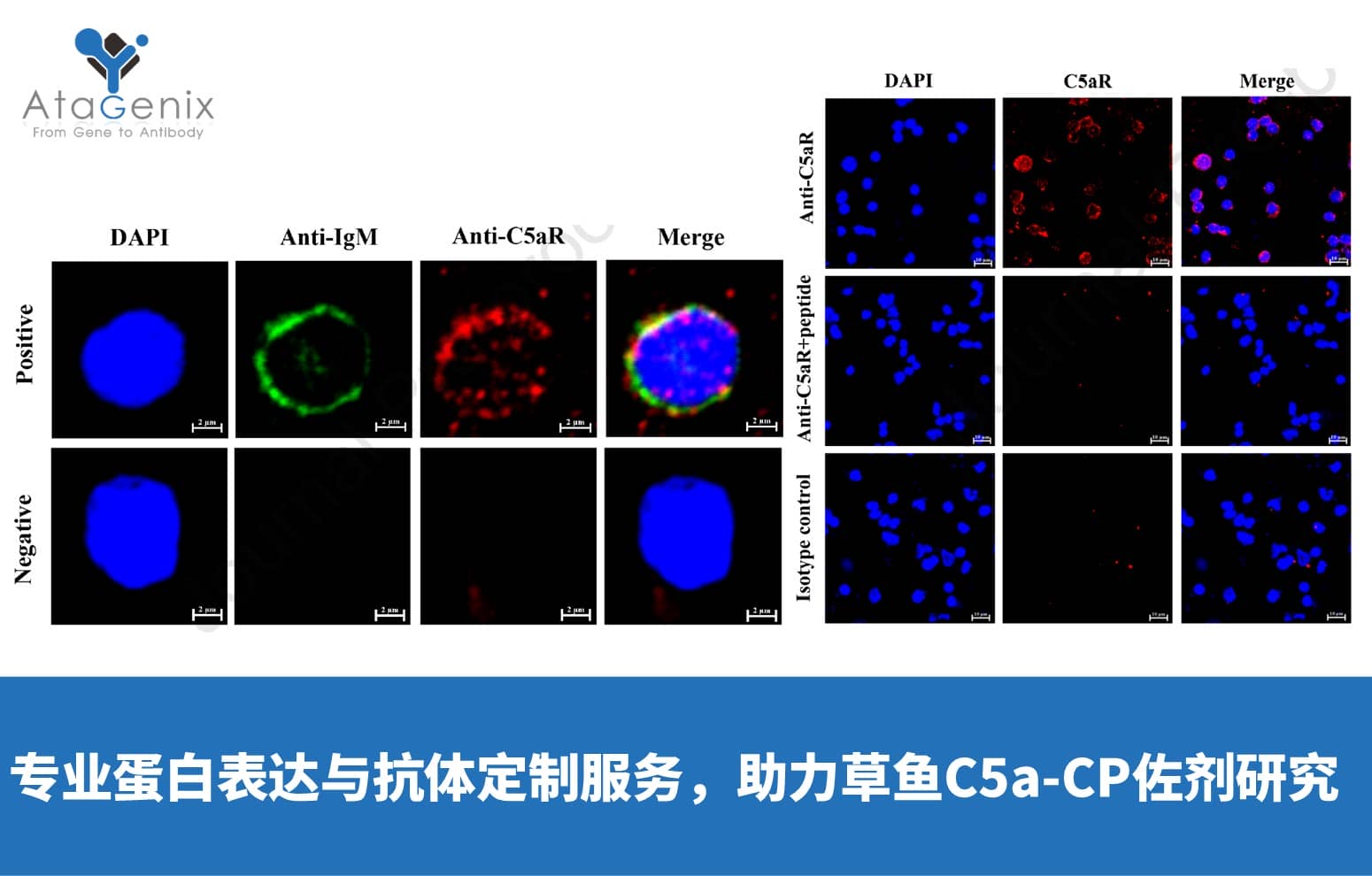 AtaGenix專業(yè)蛋白表達與抗體定制服務，助力草魚C5a-CP佐劑研究