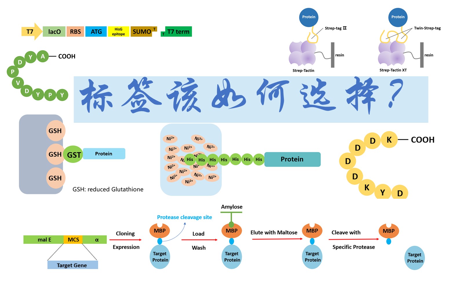 【普健生物知識(shí)百科】做蛋白表達(dá)別亂加標(biāo)簽！不同標(biāo)簽的優(yōu)劣和用途一次講清楚